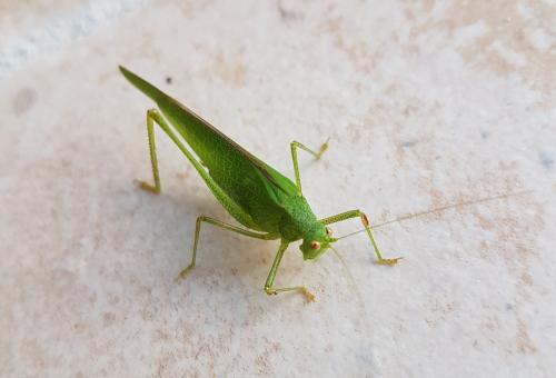 Phaneroptera sp.